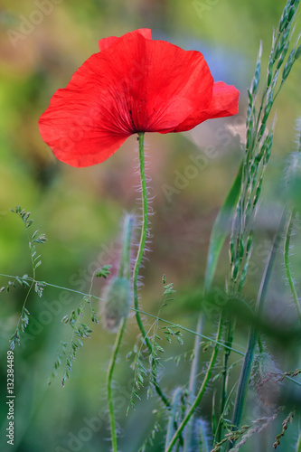 Beautiful red blooming poppy flower on green natural background. A vertical close-up view