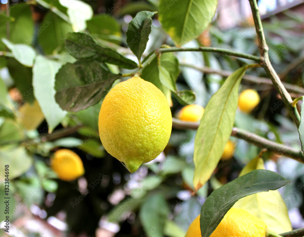 Ripe lemons hang on tree branch in sunshine. Closeup, shallow DOF.