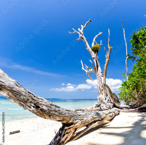 Stunning view of Elephant Beach on Havelock Island.
A beautiful tree log lying on the beach.
Havelock Island is a beautiful small island belonging to the Indian Andaman & Nicobar Islands. photo