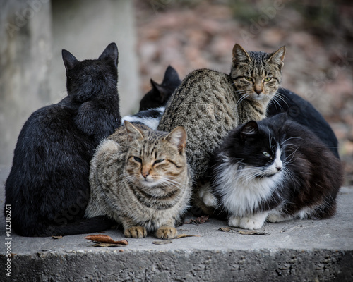 Photography Cats in a bunch