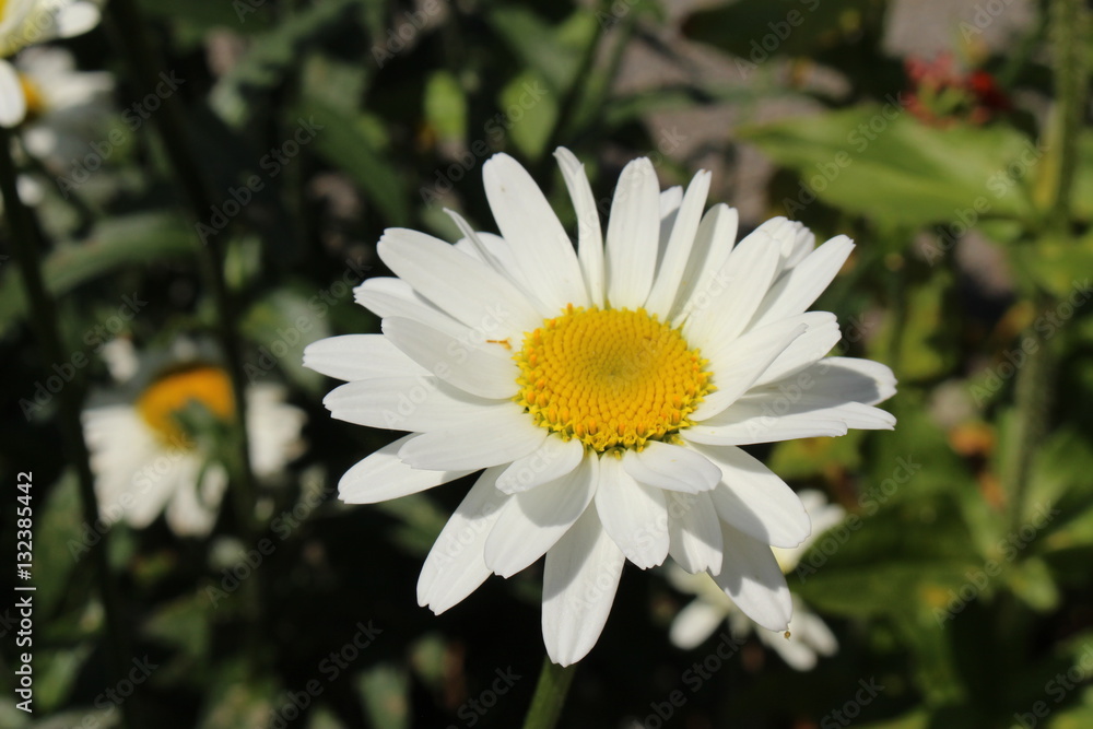 Obraz premium White and yellow hybrid 