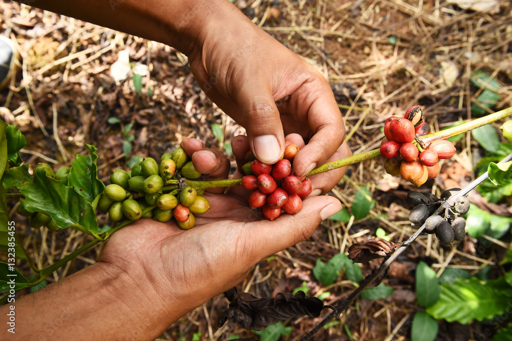 Coffee beans ripening on a tree. Coffee beans ripening on a tree.