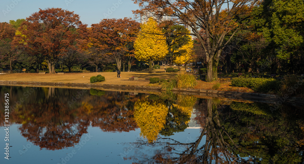 Fototapeta premium Japanese garden in Tokyo