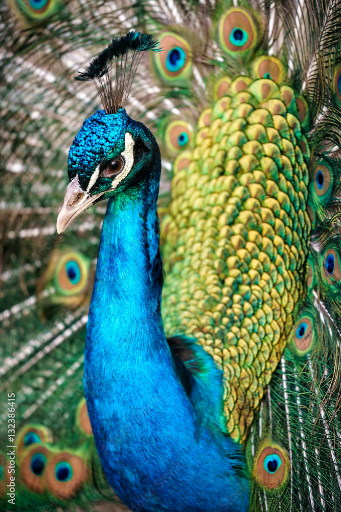 Obraz premium Pavo cristatus male peacock vertical close up. Fanned tail courtship display