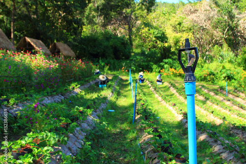 worker in strawberry farm and water sprinkler in daylight