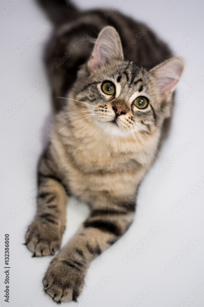Portrait of Tabby Kitten Posing Looking Lying  - obrazy, fototapety, plakaty 