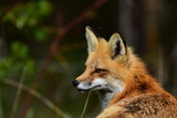 Portrait of red fox staring and listening