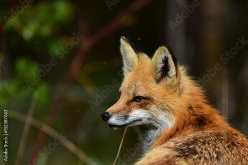 Fotografie Portrait of red fox staring and listening