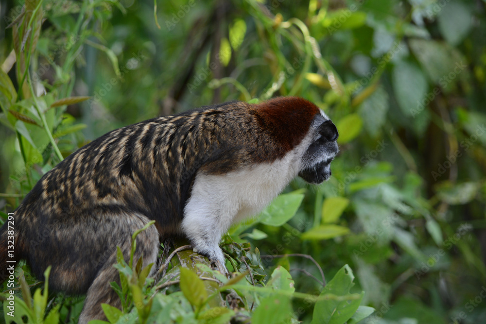 Geoffroy's Tamarin Looking Down/Wild Tamarin looking down for food in leaves. Geoffroy's Tamarin Looking Down/Wild Tamarin looking down for food in leaves.