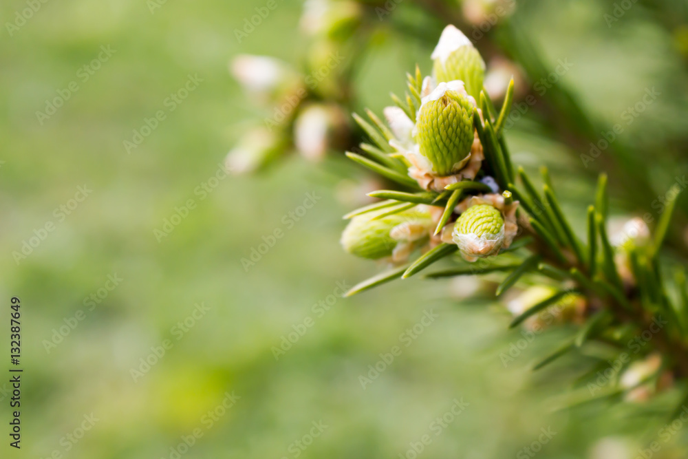 Green spruce branches