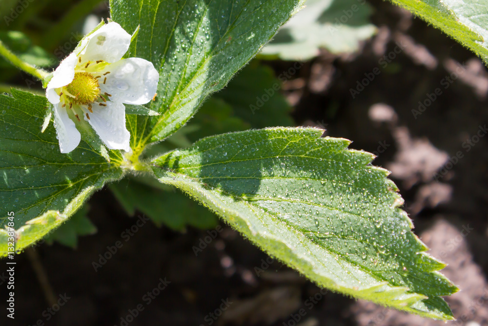 Wild strawberry blooms in the garden Wild strawberry blooms in the garden