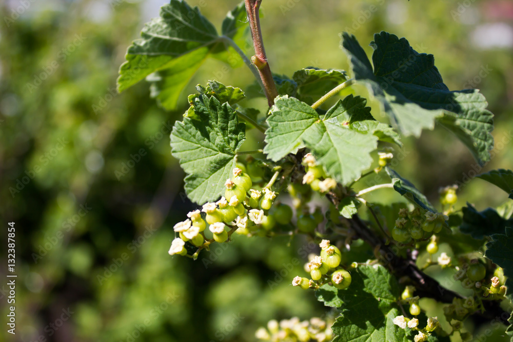 Branch of black currant on a spring day Branch of black currant on a spring day