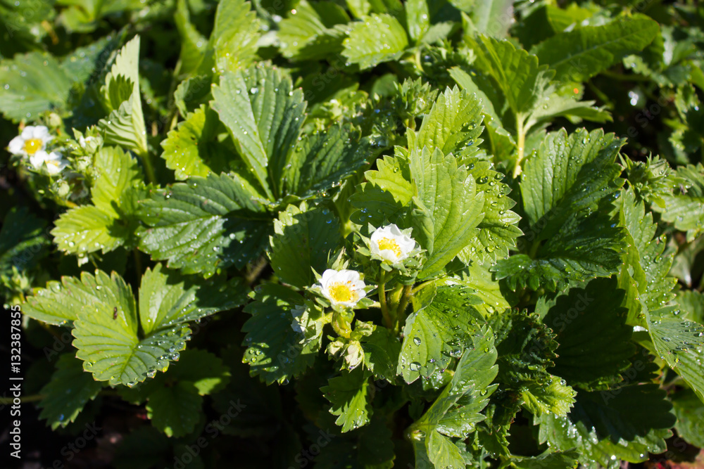 Wild strawberry blooms in the garden Wild strawberry blooms in the garden