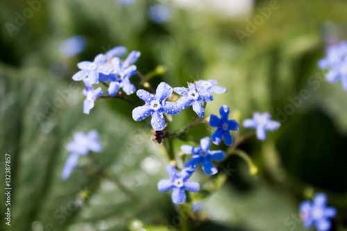 Forget-me-not blue flowers in the garden