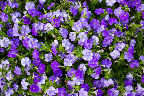 Leaves purple petunias. The view from the top.
