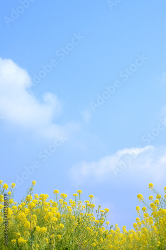 菜の花畑と青空 