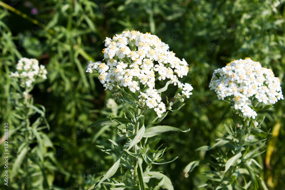 Small white flowers of the forest Small white flowers of the forest