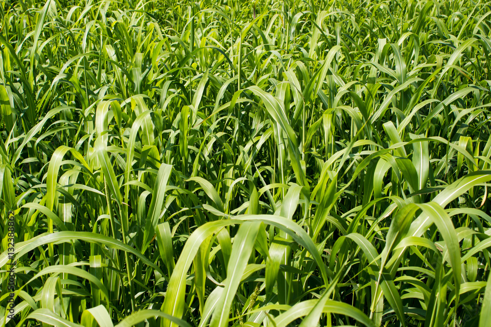 Fototapeta premium Corn field on a hot day