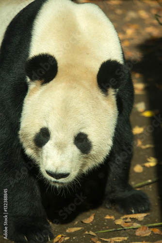 Fototapeta Naklejka Na Ścianę i Meble -  Panda