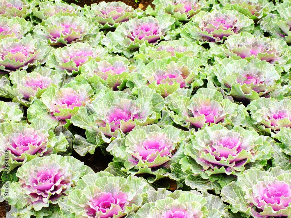 decorative cabbage or kale decorative cabbage