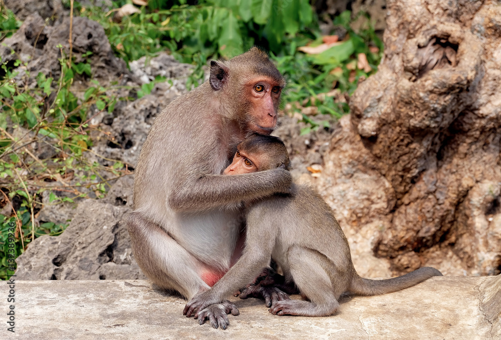 Fototapeta premium Mother monkey hugging her baby monkey