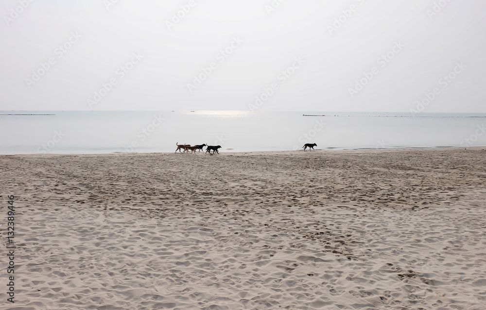 Beach horizon with a group of doggy