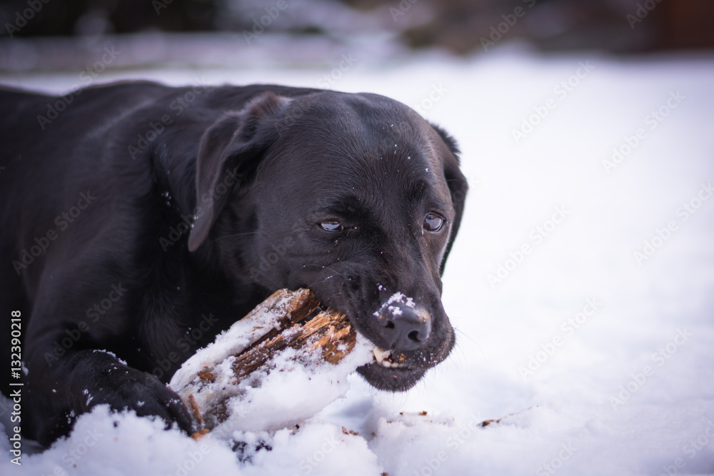 Black Labrador Retriever is playing with the stick in the winter, snow around a dog