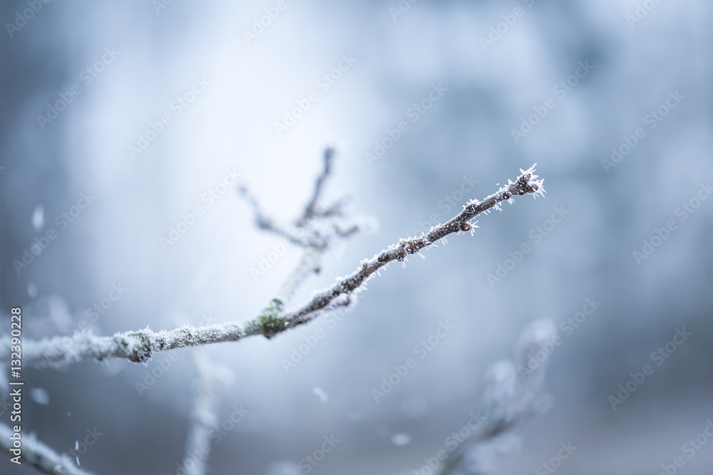 Tree twig with rime Tree twig with rime