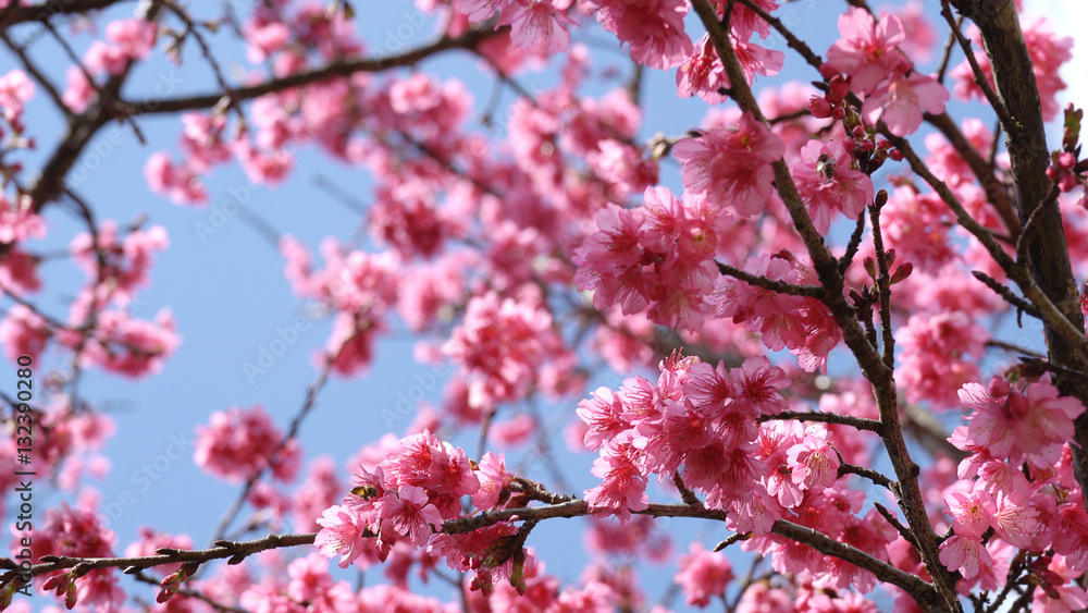 Sakura cherry blossom on blue sky in spring time.