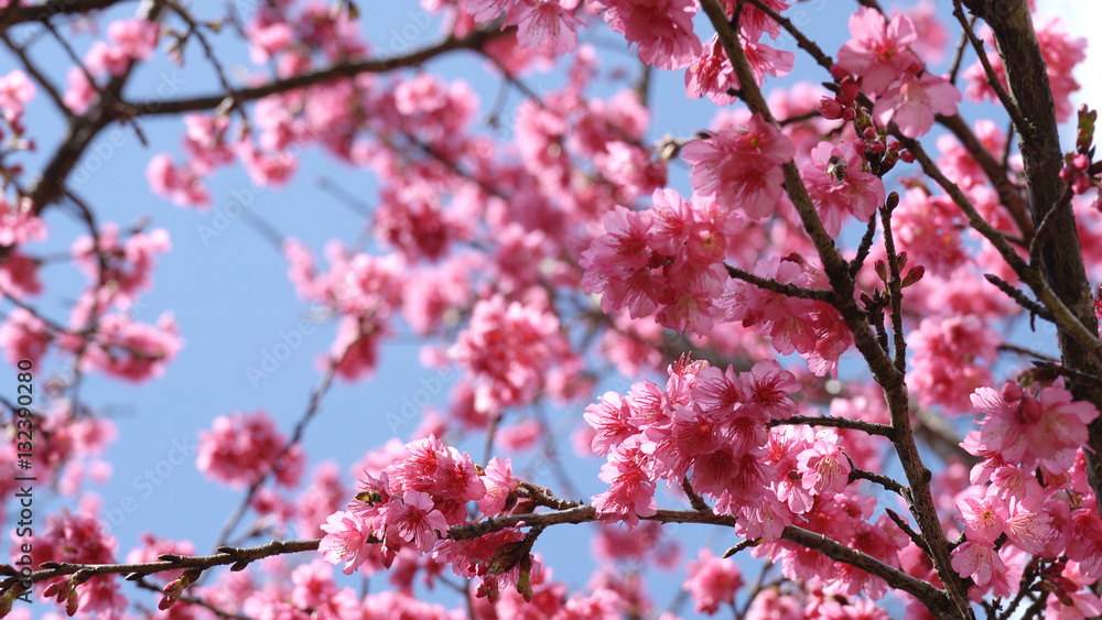 Sakura cherry blossom on blue sky in spring time. Sakura cherry blossom on blue sky in spring time.