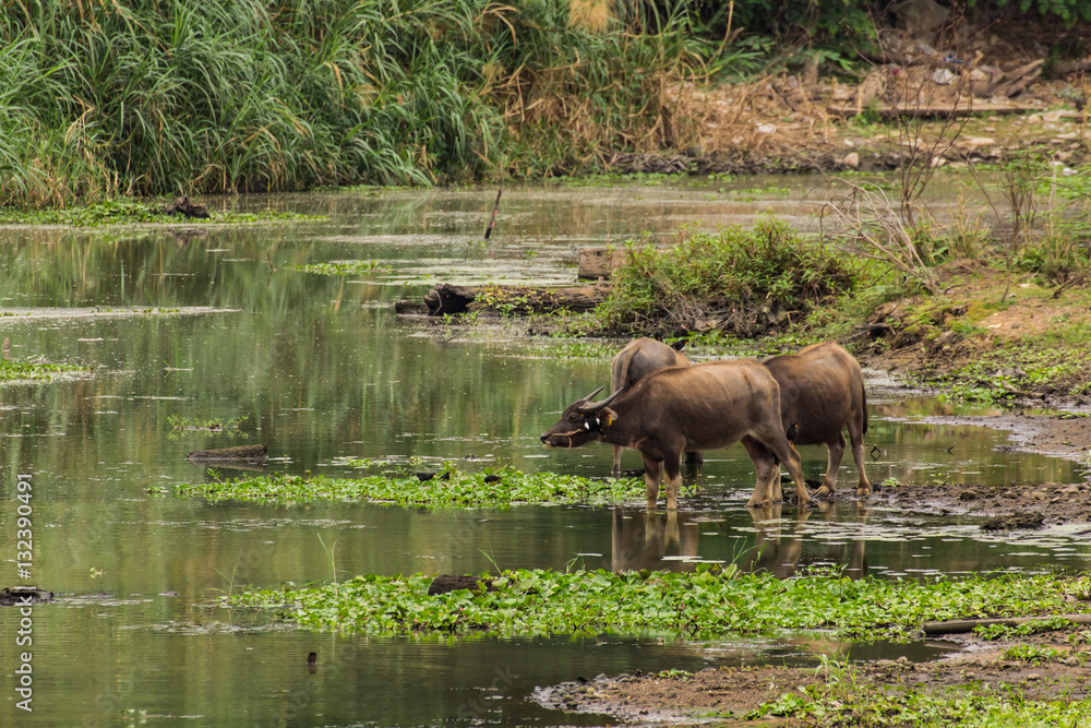 baffalo in river, Thailand asia baffalo in river, Thailand asia