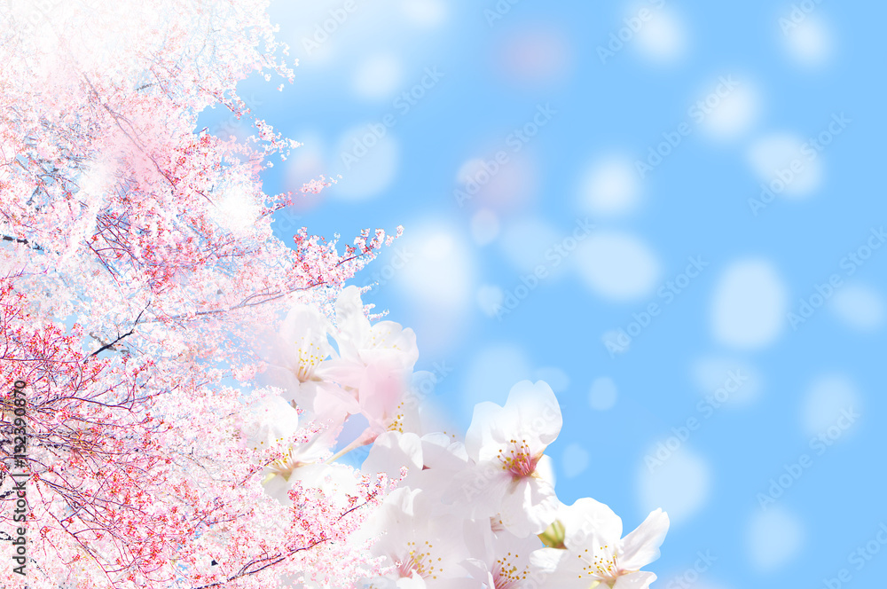 Fototapeta premium 桜 ほわ 一