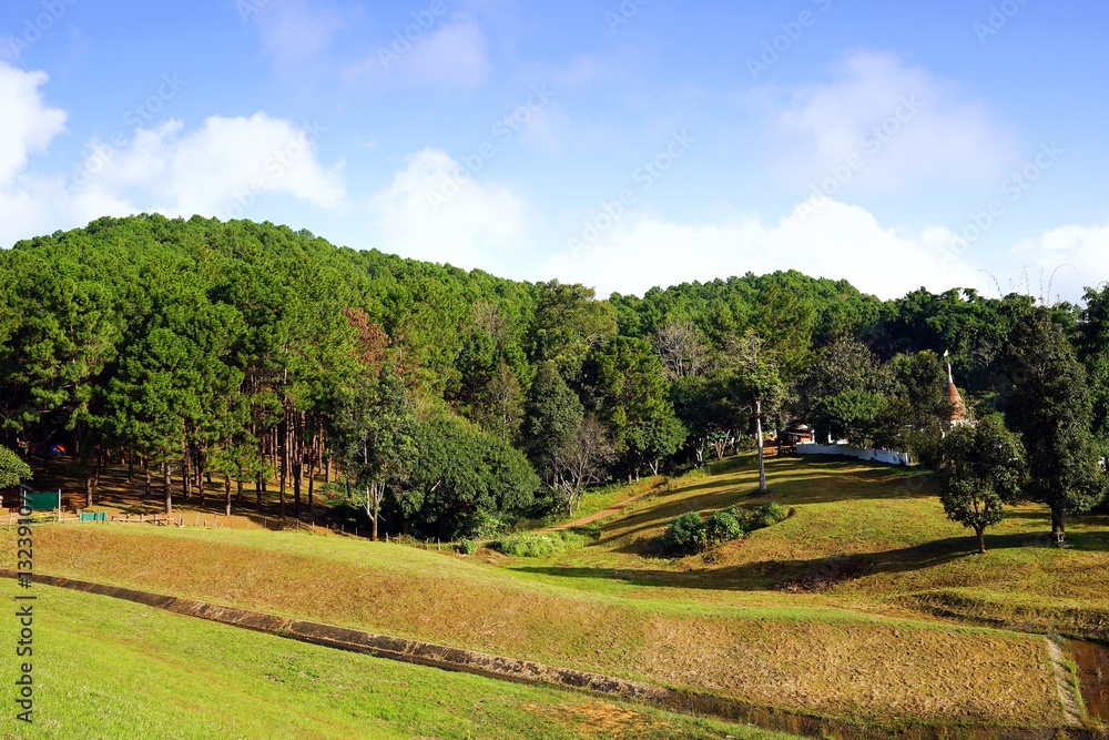 Landscape of green pine tree forest on hillside with blue sky