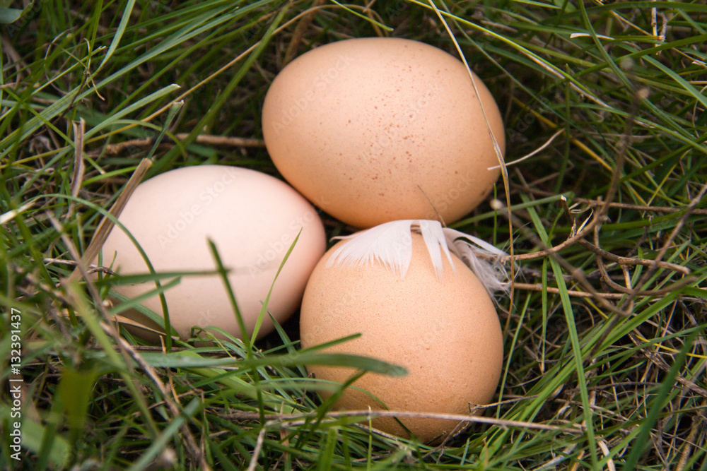 three chicken eggs lying in a green grass three chicken eggs lying in a green grass