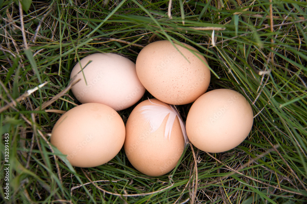 chicken eggs lying in a green grass chicken eggs lying in a green grass