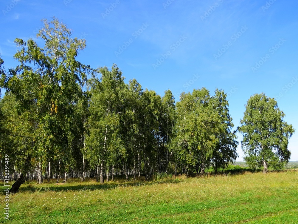 birch forest