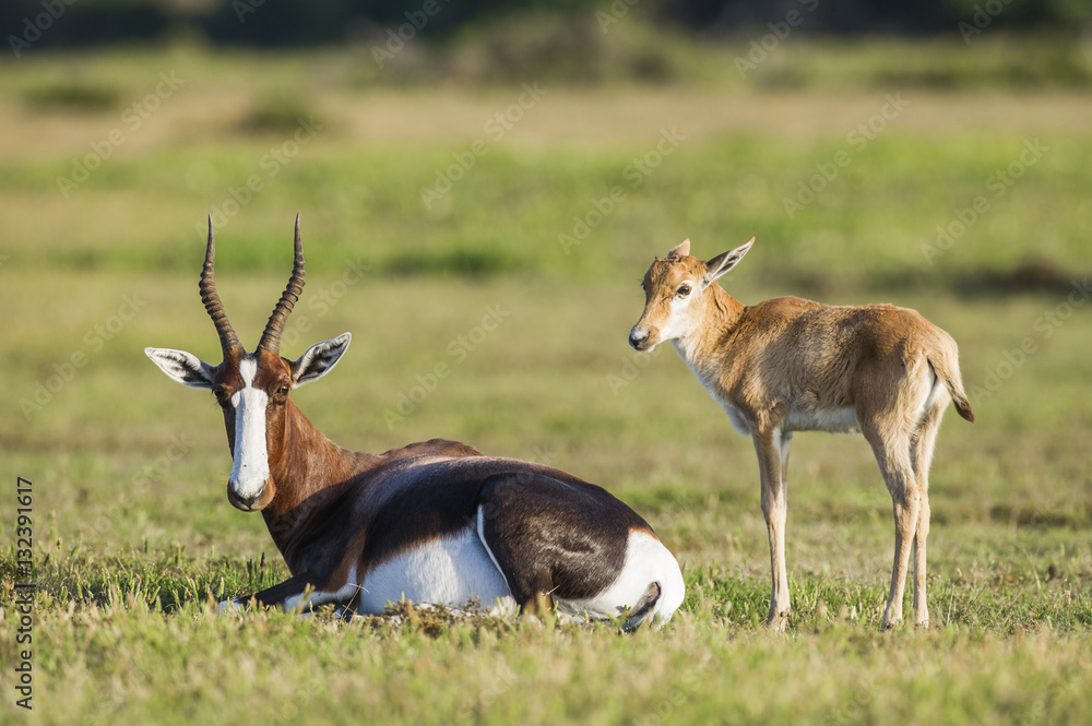 Bontebok mother and calf resting Bontebok mother and calf resting