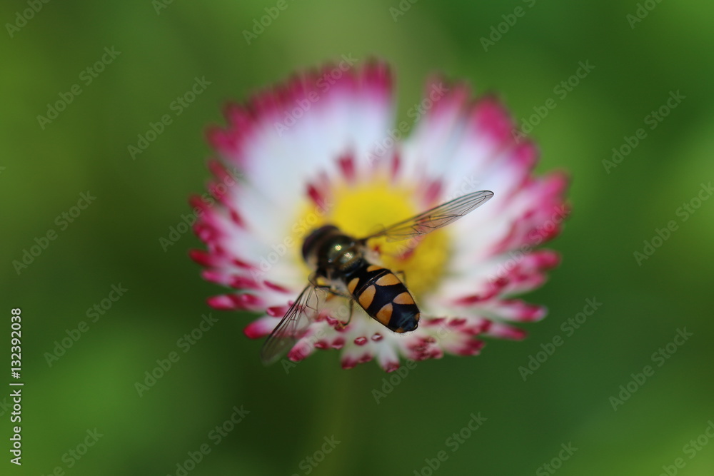 Flower with Insect Macro Flower with Insect Macro
