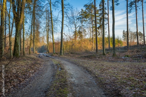 Winter or late autumnal forest