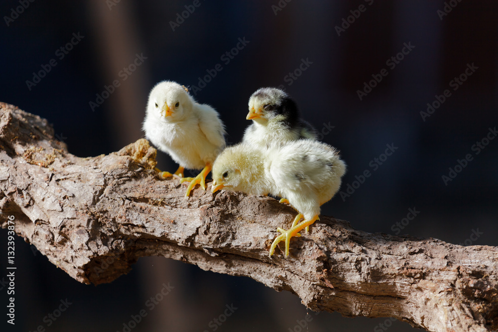 Cute chicks on nature background