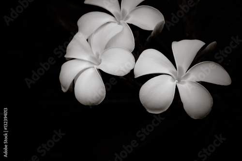 Frangipani in the dark Black and white image