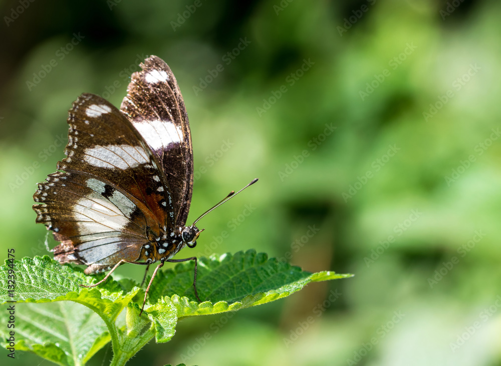 Obraz premium Beautiful butterfly with brown wings and white bands resting on green leaf