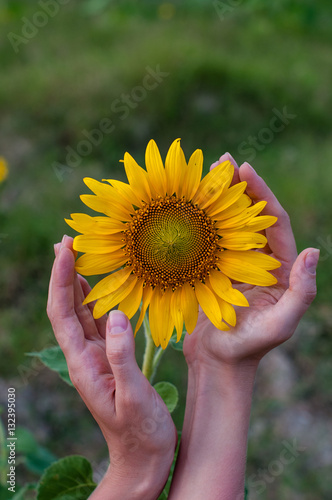 Two hands around sunflower