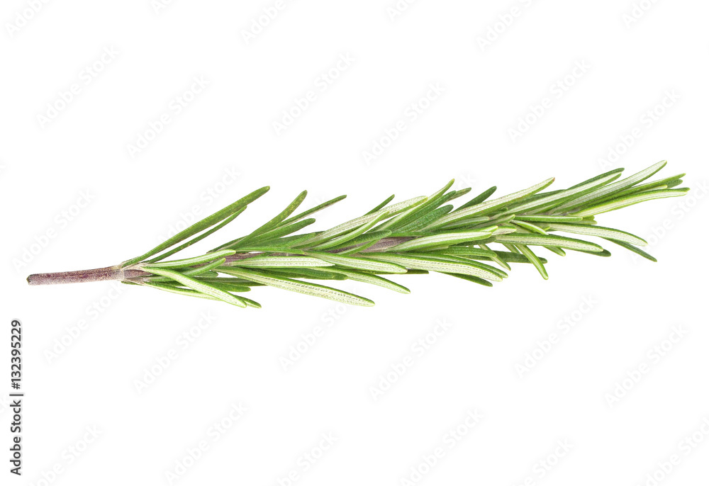 Fototapeta premium Fresh green sprig of rosemary isolated on a white background