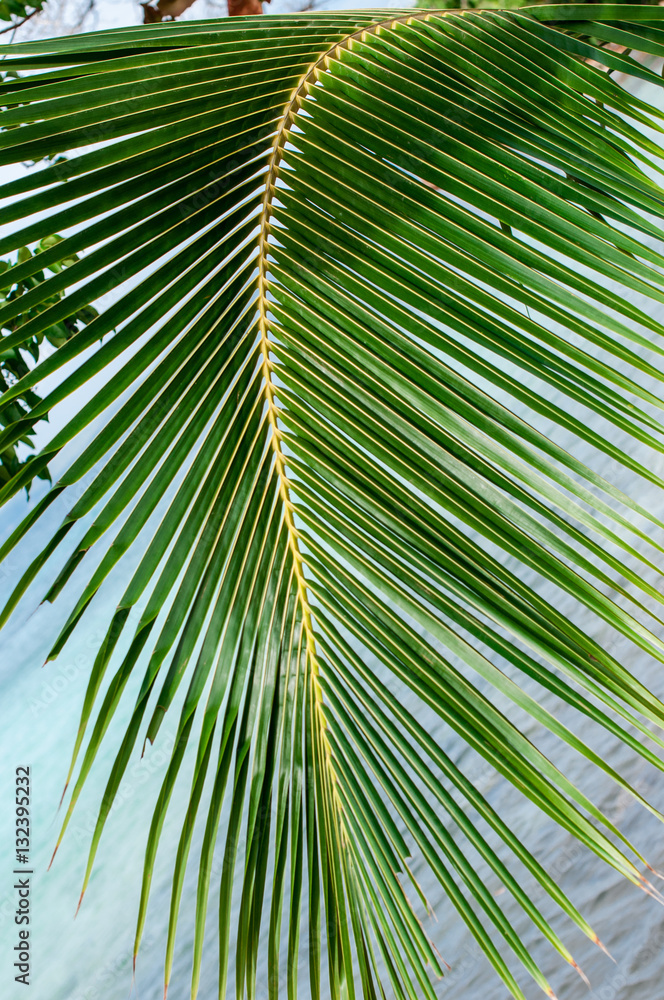 Palm leaf