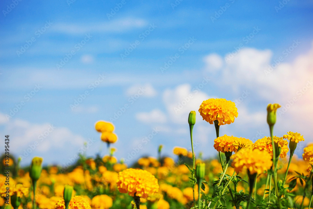 Fototapeta premium Orange marigolds with blue sky.