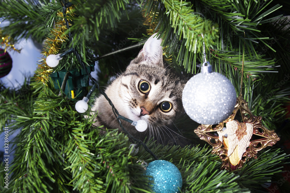 Obraz premium Cat on Christmas tree. Naughty kitten. New Year