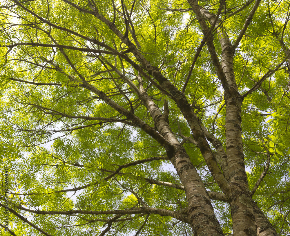 Bright colored leaves on the branches in Spring
Bright colored leaves on the branches in Spring