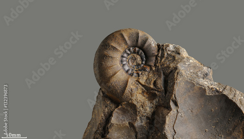  Ammonite - fossil mollusk which lived in the ancient sea 180 million years ago.