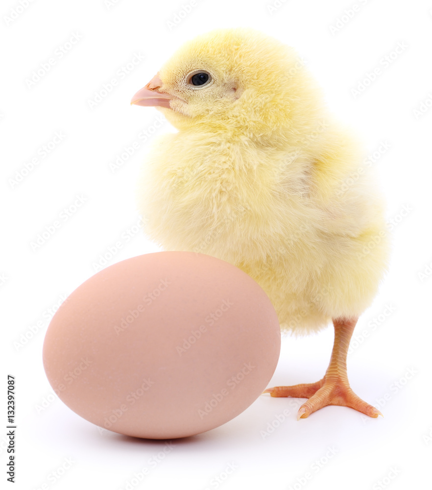 Fototapeta premium Chicken and egg.